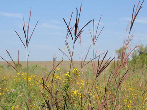 big bluestem seed head